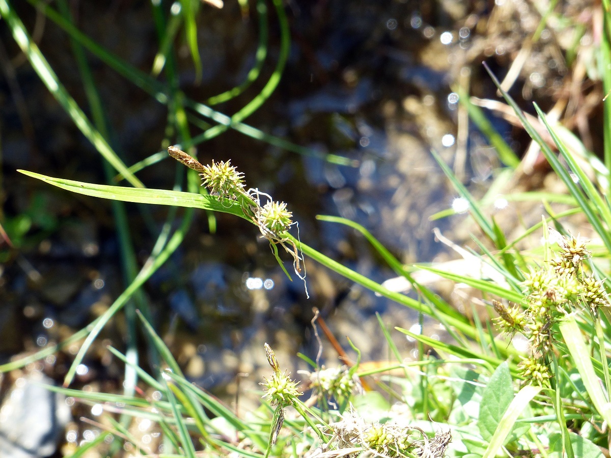 Carex lepidocarpa (Cyperaceae)